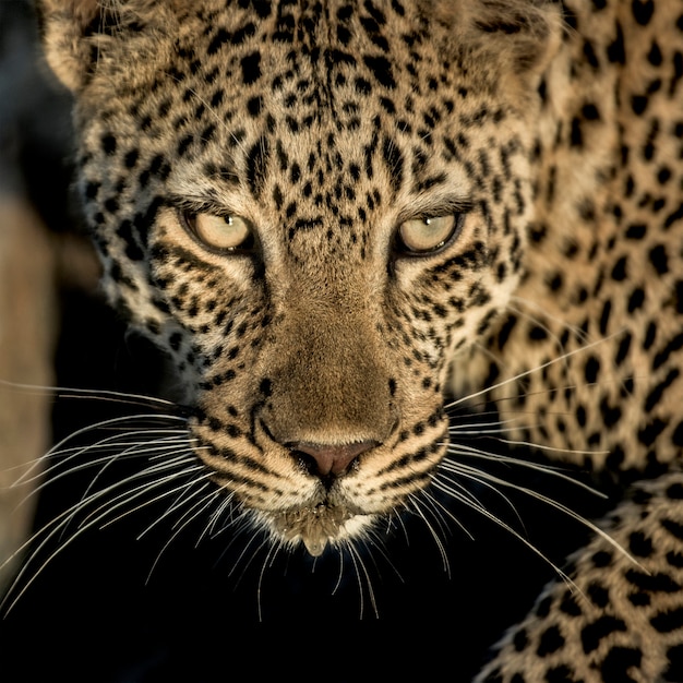 Primo piano di un leopardo che beve nel fiume nel Parco Nazionale del Serengeti