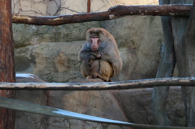 Primo piano di un macaco che si siede su una roccia