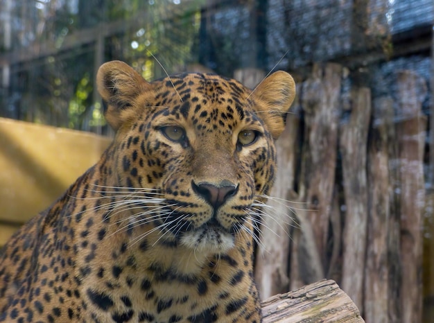 Primo piano di un maestoso SriLanka Leopard Panthera pardus kotiya
