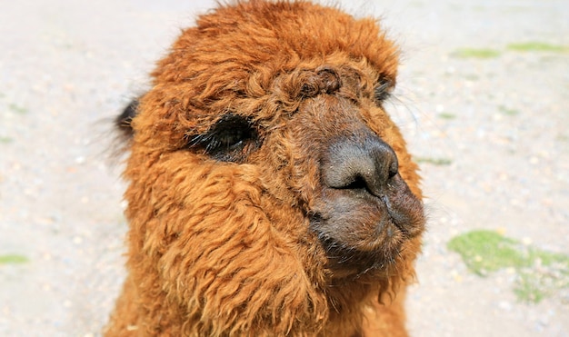 Primo piano di un marrone soffice Alpaca Face, Perù, Sud America