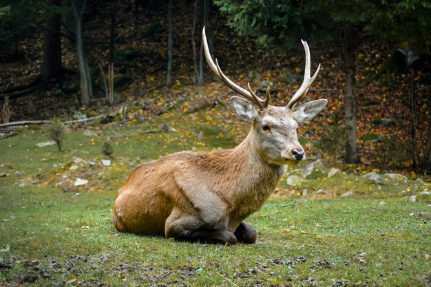 Primo piano di un maschio dei cervi nobili che si trova sull'erba in autunno