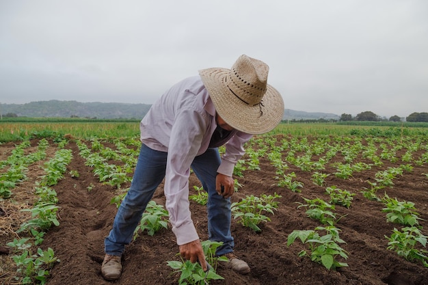 Primo piano di un maschio ispanico che coltiva fagioli neri in Messico