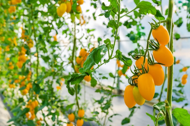 Primo piano di un mazzo fresco di pomodorini maturi gialli sulla pianta nel giardino della serra