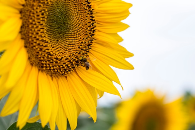 Primo piano di un miele su un girasole