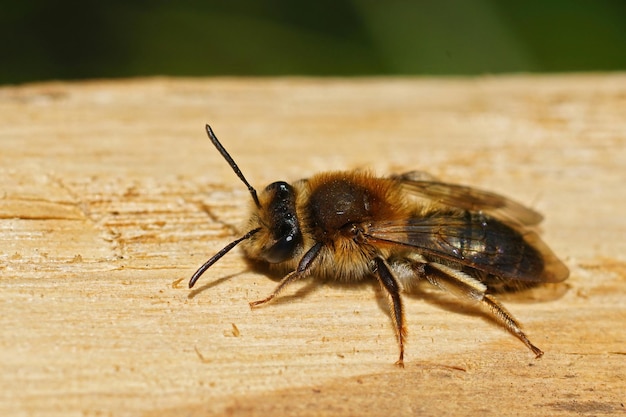 Primo piano di un minatore melow femminile, Andrena mitis che prende il sole sul lato di un albero