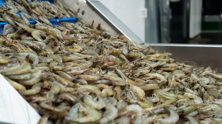 Primo piano di un mucchio di gamberi bianchi in un nastro trasportatore in un impianto di produzione di frutti di mare