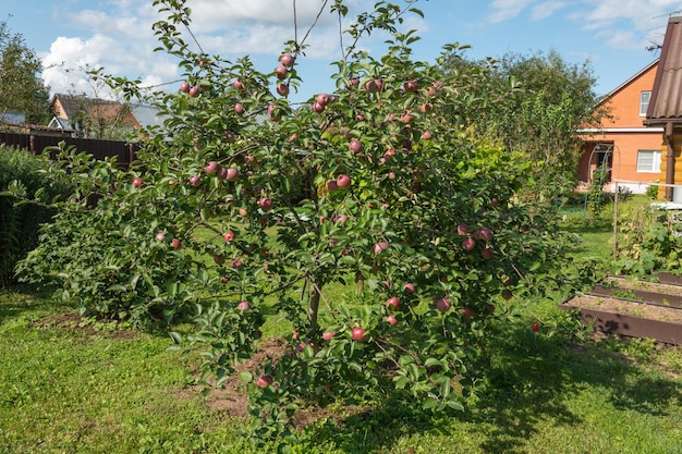 Primo piano di un mucchio di mele rosse organiche bio che crescono sui rami di un melo in un orchad