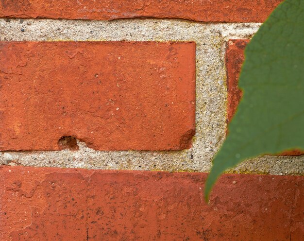 Primo piano di un muro di mattoni rossi con una foglia verde e copyspace Ingrandire i dettagli di una struttura costruita con una superficie ruvida e copiare lo spazio Linee e motivi di mattoni di cemento di diverse dimensioni e forma