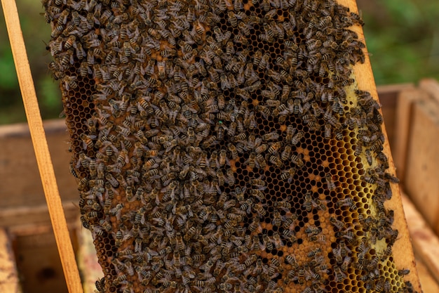 Primo piano di un nido d'ape pieno di api