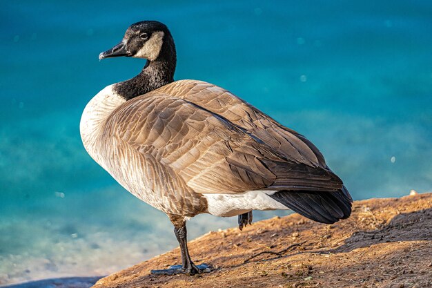 Primo piano di un'oca canadese che si gode l'inverno in Arizona da un lago