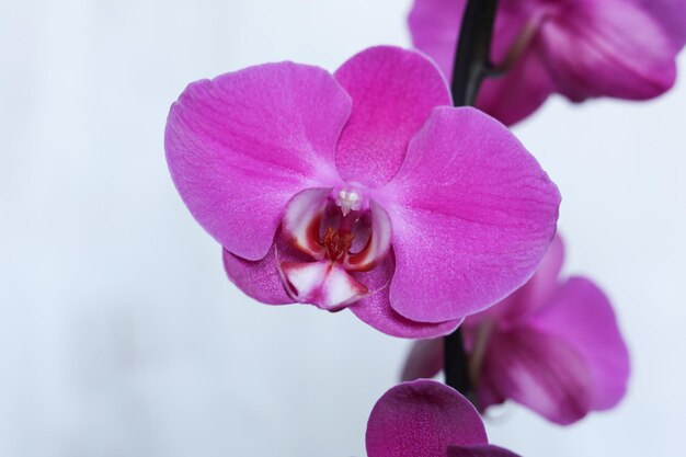 Primo piano di un'orchidea viola sul fuoco selettivo di sfondo bianco