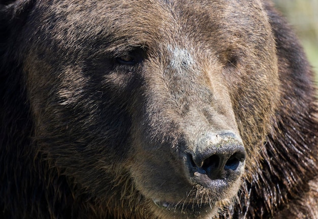 Primo piano di un orso