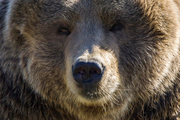 Primo piano di un orso