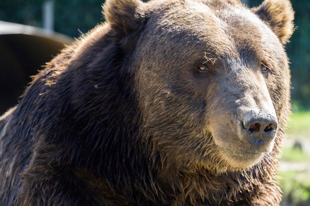 Primo piano di un orso