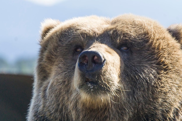 Primo piano di un orso