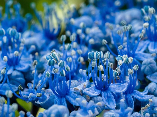 Primo piano di un'ortensia blu