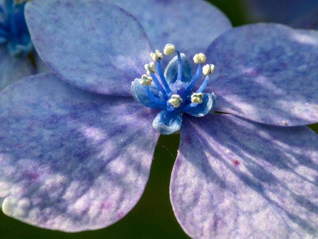 Primo piano di un'ortensia blu