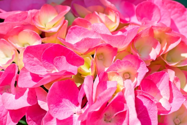 Primo piano di un'ortensia rosa e gialla in una giornata di sole