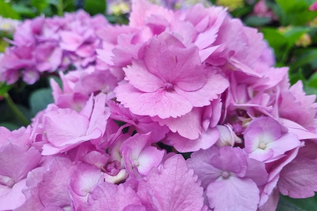 Primo piano di un'ortensia rosa in fiore nel giardino