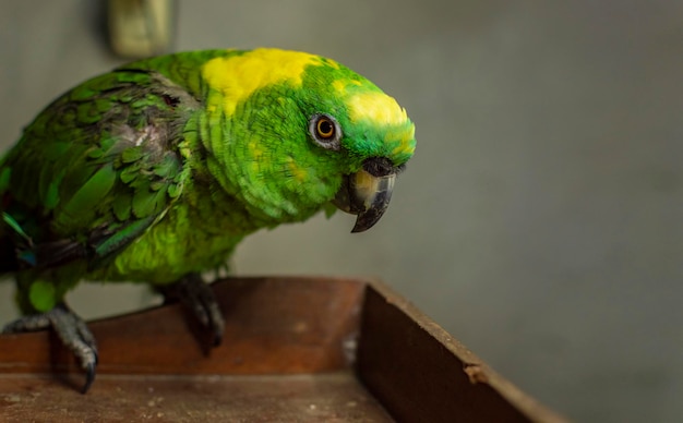 Primo piano di un pappagallo piumato verde, primo piano di un occhio di pappagallo verde con spazio di copia