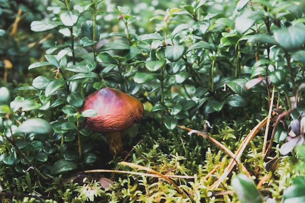 Primo piano di un piccolo fungo delicato e bello tra muschio e foglie di mirtillo rosso nella foresta all'aperto fauna selvatica messa a fuoco selettiva sfondo sfocato fotografia stock