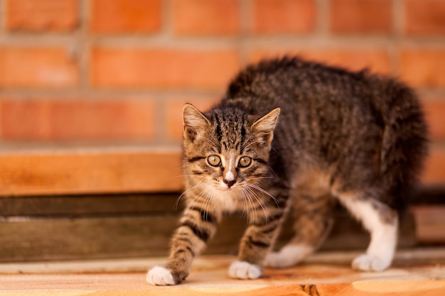 Primo piano di un piccolo gattino a strisce marrone che cammina e molto sorpreso, sullo sfondo un muro marrone