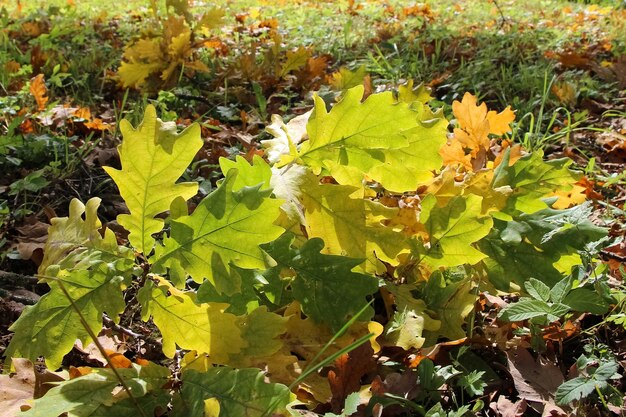 primo piano di un piccolo ramo di vecchia quercia con foglie marroni nell'erba