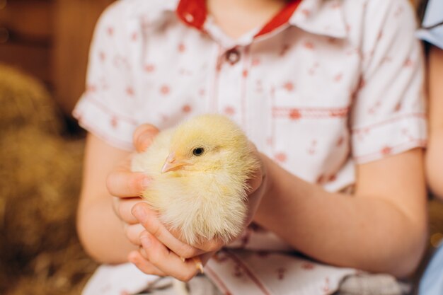 Primo piano di un pollo nelle mani di un bambino Pasqua in fattoria