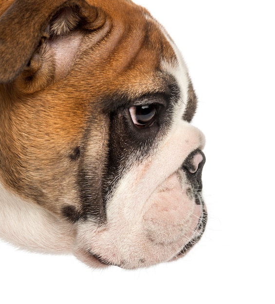 Primo piano di un profilo di cucciolo Bulldog inglese