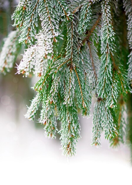 Primo piano di un ramo di abete coperto di neve nella foresta invernale Vero inverno e sfondo natalizio