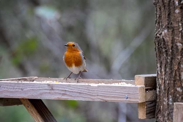 Primo piano di un Robin attento in piedi su un tavolo di legno