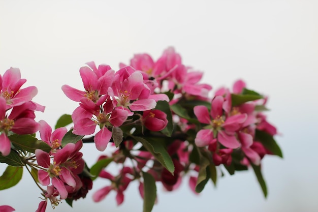 primo piano di un rosa fiori e boccioli con messa a fuoco selettiva albero da frutto in fiore