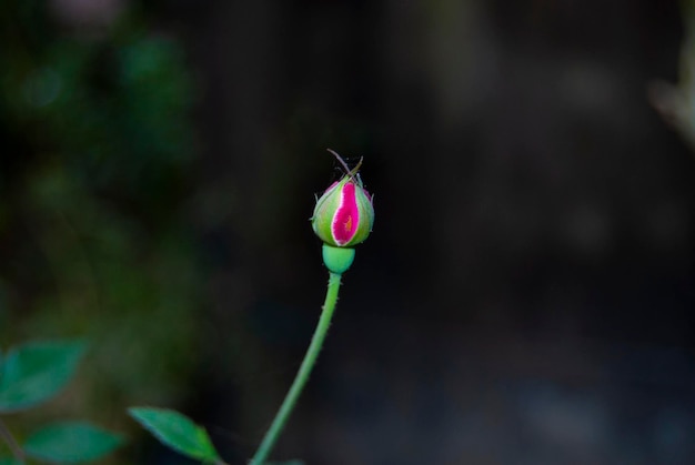 Primo piano di un rosem canadese rosa