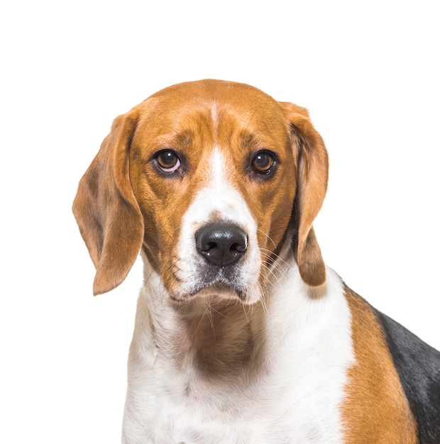 Primo piano di un simpatico cane Beagle