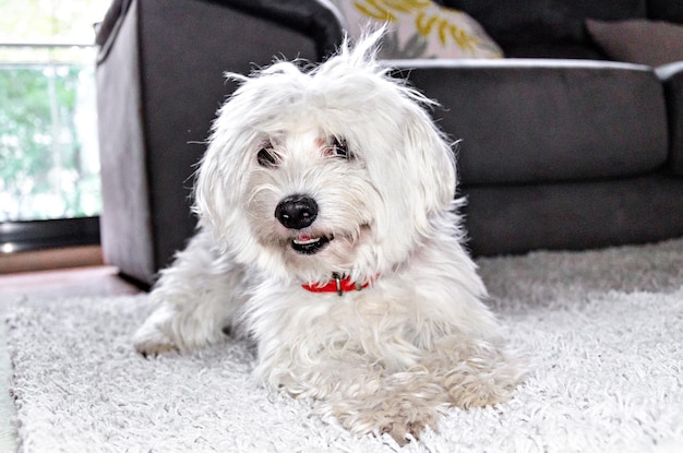 Primo piano di un simpatico cane bianco Bichon Maltes su un soffice tappeto in una casa.