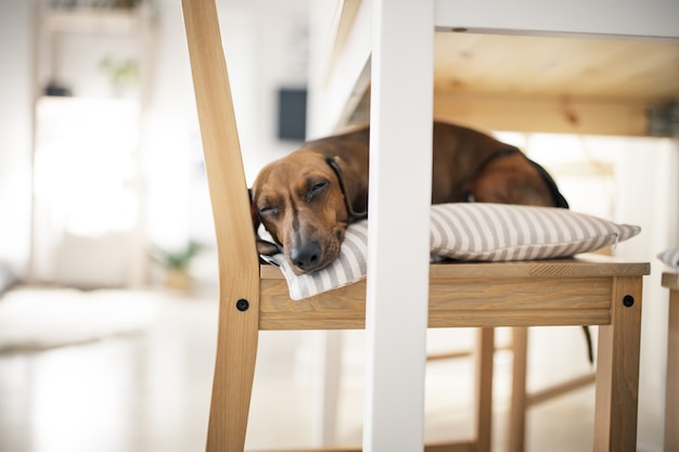 Primo piano di un simpatico cane che dorme sul cuscino della sedia