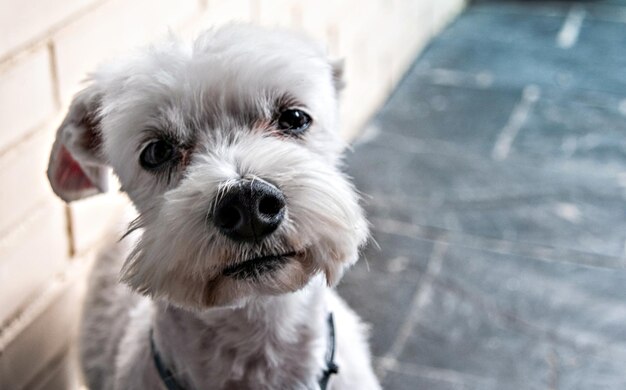 Primo piano di un simpatico cane maltese Bichon spogliato di bianco sulla terrazza della casa