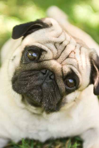 Primo piano di un simpatico cane Pug