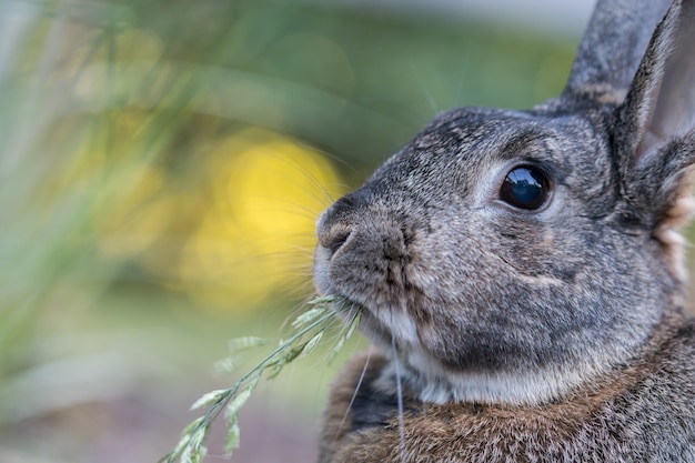 Primo piano di un simpatico coniglio domestico grigio che mangia erba sotto la luce del sole con un prato sfocato