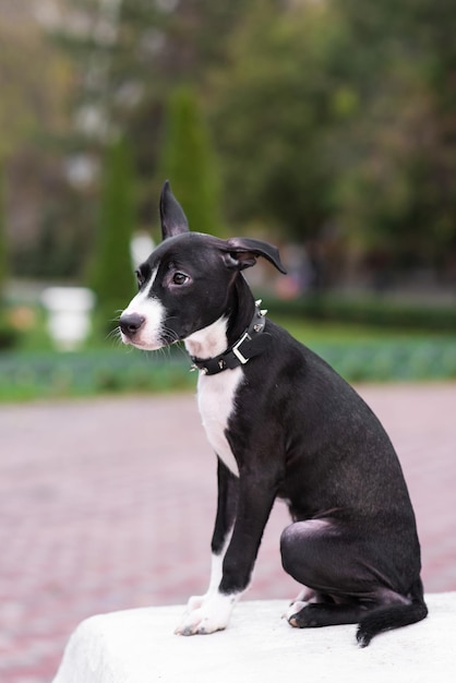 Primo piano di un simpatico cucciolo che indossa un collare a spillo Passeggiata nel parco con un cane Dog mix Staffordshire Terrier e Pit Bull Terrier