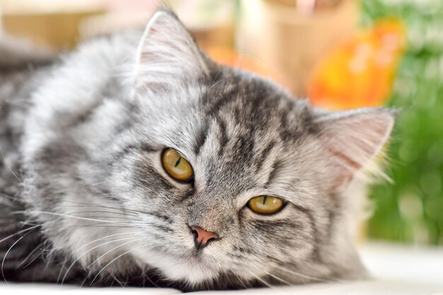 Primo piano di un simpatico gatto grigio sdraiato su un tavolo