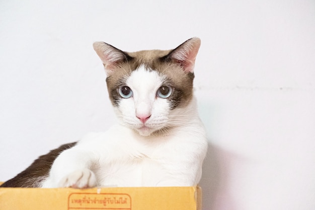 Primo piano di un simpatico gatto seduto in una scatola di cartone su un muro bianco