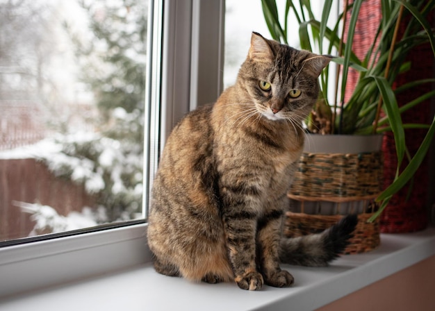 Primo piano di un simpatico gatto tricolore a strisce seduto su un davanzale in una stanza di casa che guarda fuori dalla finestra