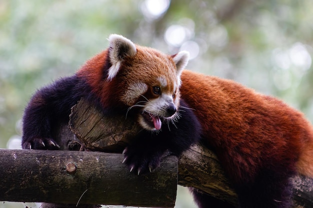 Primo piano di un simpatico panda rosso o minore che gioca su un ceppo Ailurus fulgens