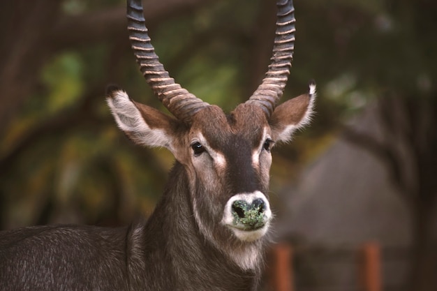 Primo piano di un simpatico Waterbuck la grande antilope guardando la telecamera e posando nella savana