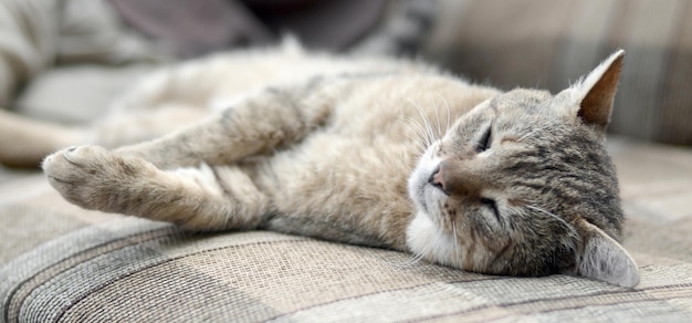 Primo piano di un triste e pigro gatto soriano pisolino sul divano all'aperto in serata