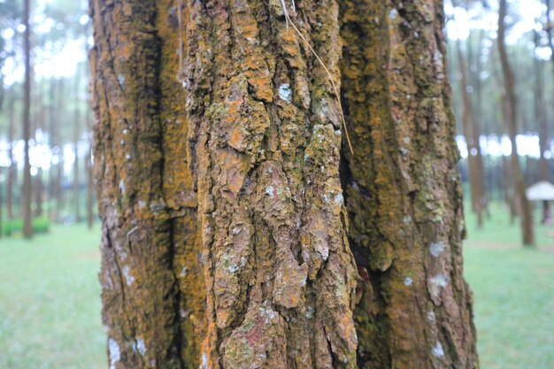 Primo piano di un tronco di pino in una foresta