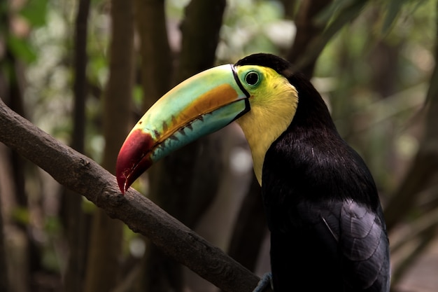 Primo piano di un tucano chiglia (Ramphastos sulfuratus)