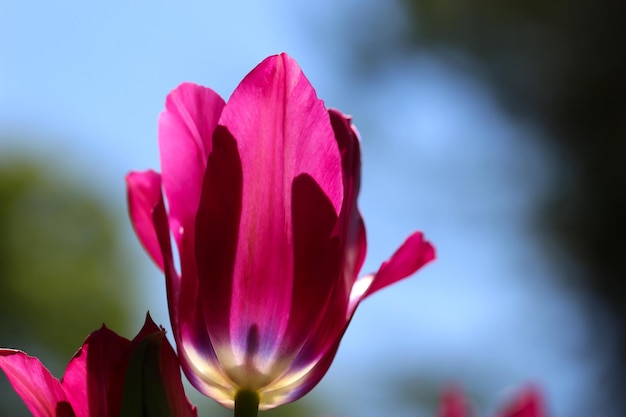 primo piano di un tulipano rosa scuro nella controluce su uno sfondo blu sfocato