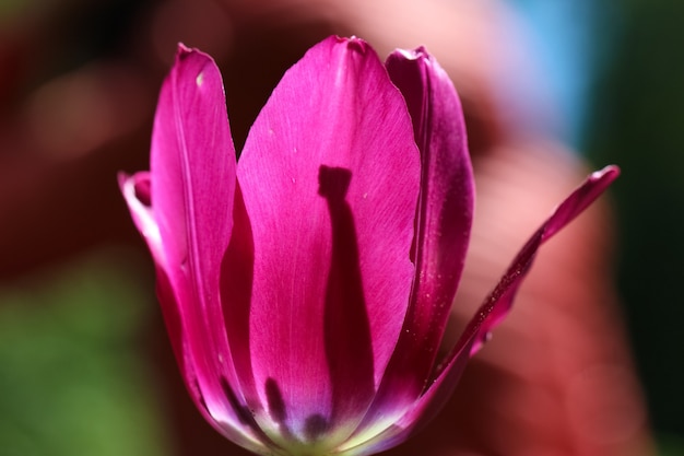 primo piano di un tulipano rosa scuro sullo sfondo ombra leggera sul petalo dalla silhouette del pistillo